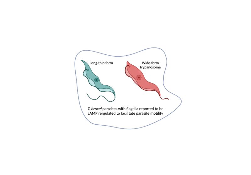 Image:Tb parasite forms.png