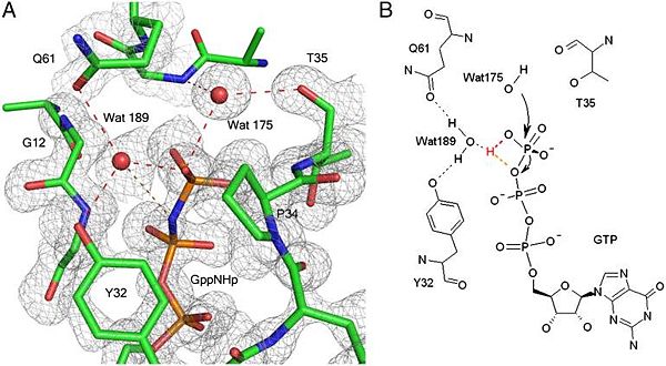 γ-phosphate binding to Q61, T35 and Y32