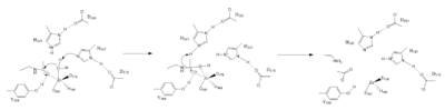 Figure 1. Mechanism of HDAC8