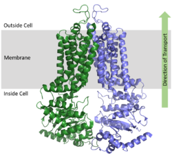 Figure 1. Orientation of ABCG2 in relation to the cell membrane. (5NJ3)