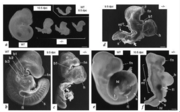 Figure 6 "Morphological abnormalities of RalDH2 knock out embryos".