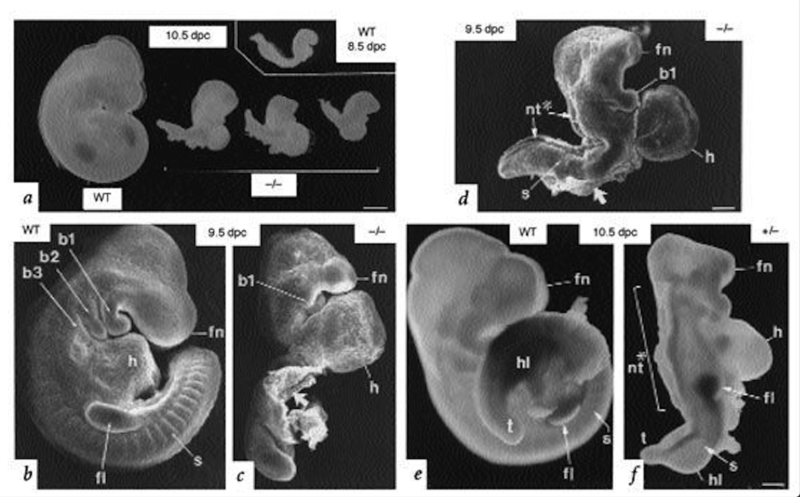 Image:Embryo of RalDH2.png