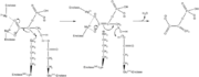 Mechanism for conversion of 2PG to PEP 
