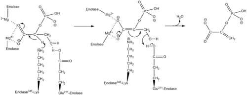 Mechanism for conversion of 2PG to PEP 