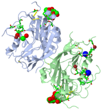 Crystal Structure of Glycoprotein D, 2c3a