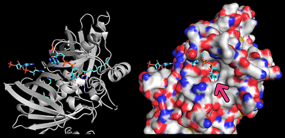 Substrate binding site in Them4