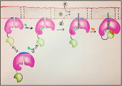 Figure 1: Mechanism for the activation of fatty acids (C24-C26) by FadD13. The N terminal domain (pink) is embedded in the membrane with the arginine rich lid-loop (dark blue), while the flexile linker (black) connects the C terminal domain (green) to the rest of the enzyme. Activation requires the binding of ATP (blue) which induces structural changes that promote the binding of the fatty acid chain. Formation of an acyl-adenylate intermediate induces a 140° rotation of the C terminal domain and the binding of CoA (orange).