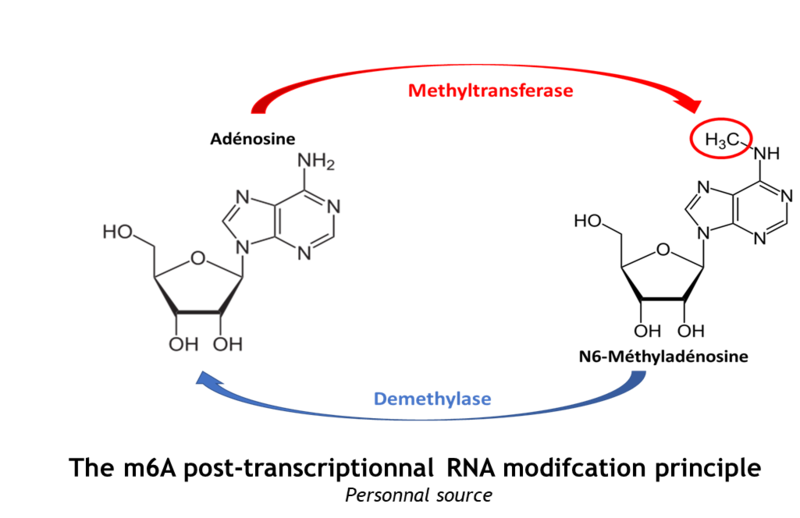 Image:Methylation.png