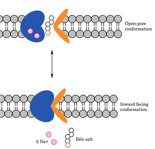Image:Overall ntcp mech.png