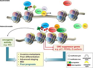 Figure 5: The figure shows how tumor suppressor genes are silenced because of unregulated histone methyltransferases complex