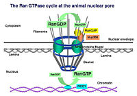 Ran Cycle through the Nuclear Pore Complex