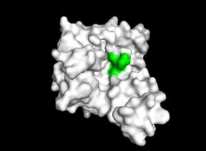 Image 3. Mutagenesis