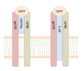 Binding of CNTF to the high affinity receptor complexes CNTFRα/gp130/LIFRβ and to the low affinity receptor complex IL-6R/gp130/LIFRβ