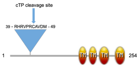 The coagulation cascade.