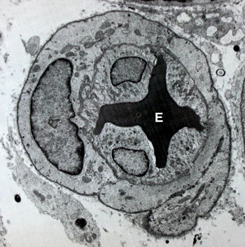 Image of a blood vessel with an erythrocyte (E) within its lumen and endothelial cells formits its tunica intima