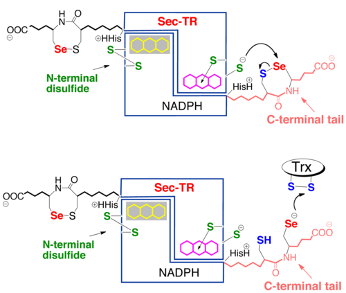 Mechanism of mTrxR1, described above.