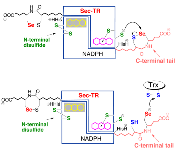 Mechanism of mTrxR1, described above.