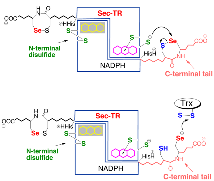 Mechanism of mTrxR1, described above.