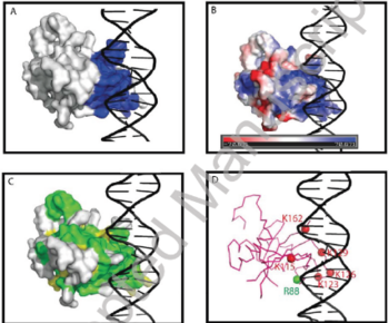 The figure obtained from [19] showing the circumstance when NAC domain interact with DNA