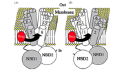 Image taken from:A Primer on the Mechanics of P-glycoprotein the Multidrug Transporter. ABC transporters are involved in transporting substances out of the cell and have a role in multi-drug resistance.