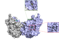 Figure 3: cytosolic tunnel (green) and hydrophobic tunnel (red)
