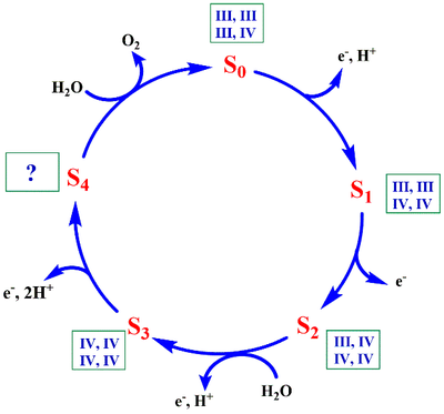 Fig. 3. Esquema general en el que se muestra los datos conocidos y demostrados del S-state cycle. Tomado de 18