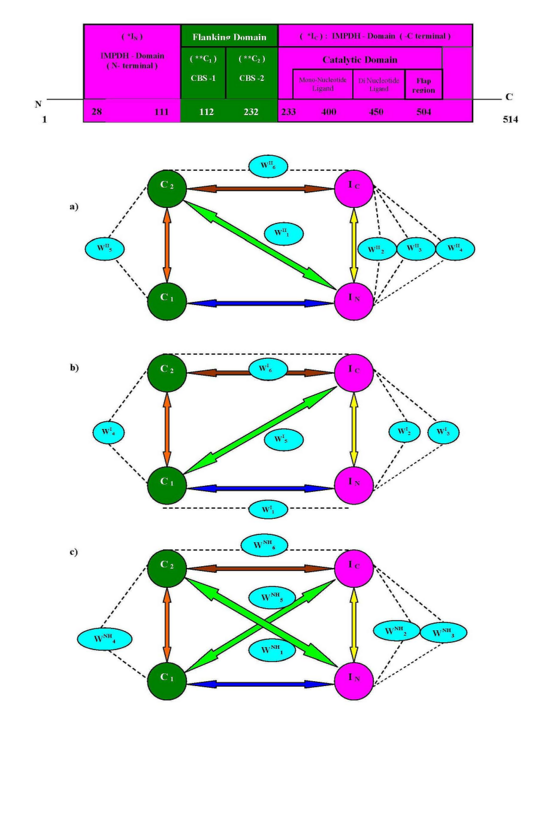 The schematic presentation of domain architecture in IMPDH–II enzyme.