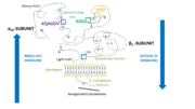 Domains and ligand binding sites of integrin αIIbβ3