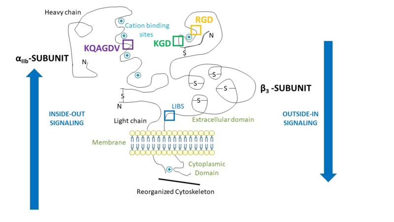 Image:Binding sites1.png