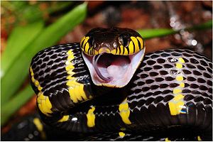 Figure 1. Mangrove catsnake