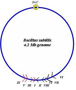 Chromosome map of the 4.2 Mb B. Subtilis genome indicating the location and orientation of Ter sites. The two groups of Ter sites are depicted in red and black respectively. An origin of replication (OriC) is also shown