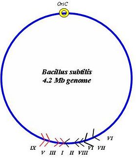 Chromosome map of the 4.2 Mb B. Subtilis genome indicating the location and orientation of Ter sites. The two groups of Ter sites are depicted in red and black respectively. An origin of replication (OriC) is also shown
