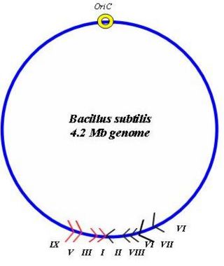 Chromosome map of the 4.2 Mb B. Subtilis genome indicating the location and orientation of Ter sites. The two groups of Ter sites are depicted in red and black respectively. An origin of replication (OriC) is also shown
