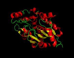 Three dimensional structure of Palmitoyl-Protein Thioesterase 1.