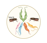 Illustration of T. brucei life forms and vectors.