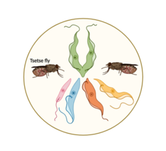 Illustration of T. brucei life forms and vectors.