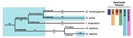 Figure 3. The evolution of the Chemosensory System. Blue boxes represent the aquatic lifestyle. Right: Presence or absence of the chemosensory gene families in extant species. Branch lengths are not to scale. Figure 7 from Vieira and Rozas (2011), used with permission of Prof Julio Rozas 