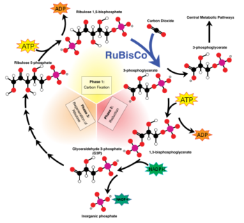 Overview of the calvin cycle 