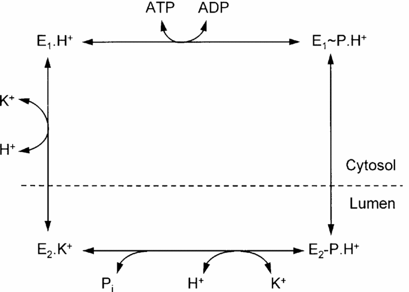 Image:E1 to e2.gif