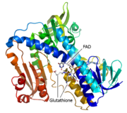 Glutathione Reductase