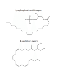 Figure 5: Respective ligands of LPA1 and CB1. LPA binds to CB1 after dephosphorylation, while 2-AG binds to LPA1 after phosphorylation.