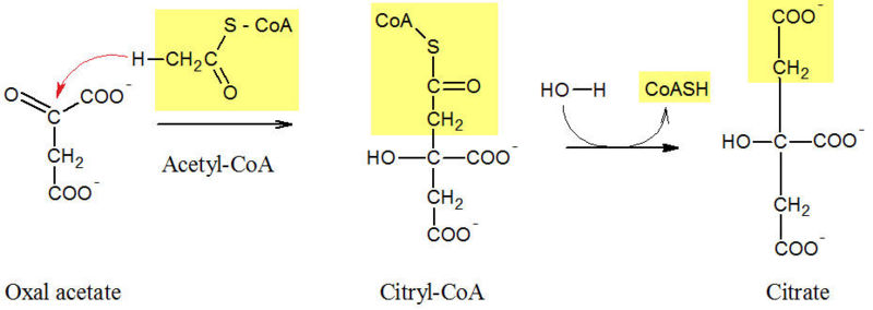 Image:Citrate 3.jpg