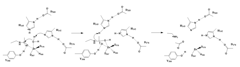 Image:Hdac8 mechanism.PNG