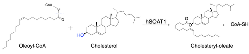 Figure 1: Overall reaction scheme of ACAT