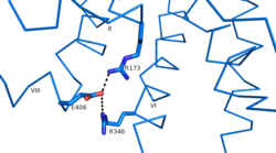 Glu 406 Salt Bridges