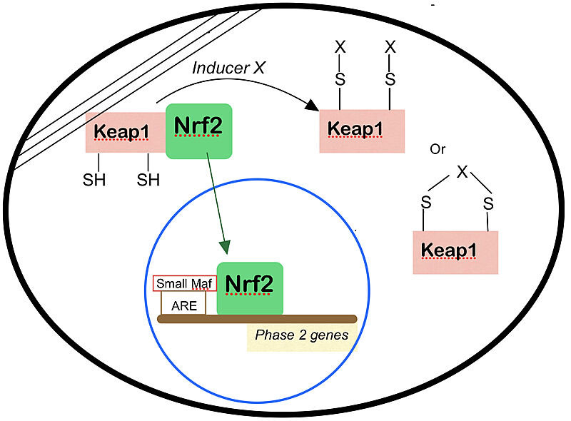 Image:Nrf2.jpg