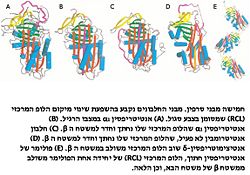 מבנים אופייניים לסרפינים ותלותם ב RCL