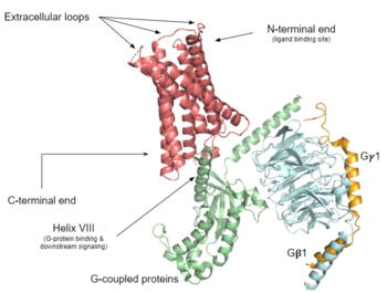 Structural overview of MRGPRX2