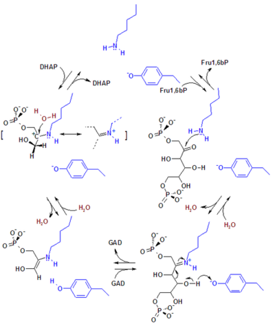 The reaction mechanism of aldolase.