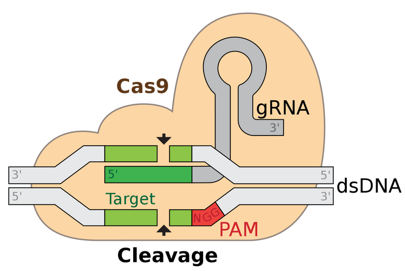 Image:GRNA-Cas9.png